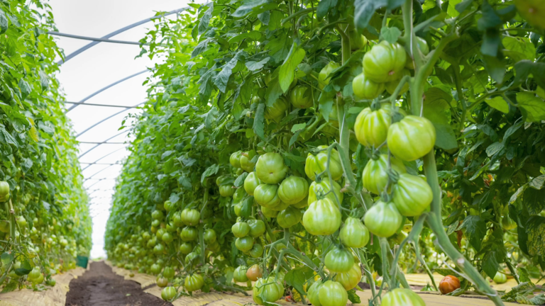 Know Your Italian Tomatoes Cuore Di Bue Italian Oxheart